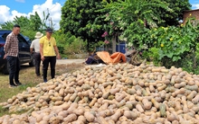 Bí xanh, bí đỏ rớt giá sâu, nông dân lỗ nặng