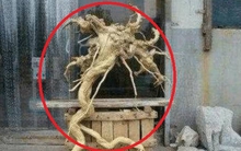 Lão nông nhặt được khúc gỗ có hình dáng kỳ lạ, con trai vừa thấy đã tái mặt gọi điện báo cảnh sát