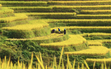 Du khách nườm nượp đổ về Mù Cang Chải 'check-in' mùa lúa chín