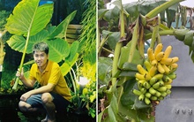 Trồng chuối, sen, xương rồng trên penthouse: Vườn rộng 100m2, phải thuê người dọn và đổ rác thải từ cây cối