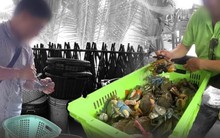 Vén màn mánh khóe xảo quyệt sau chuyện thương lái ép giá ở thủ phủ cua Cà Mau