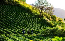 Thế hệ "đại gia phố núi" mới ở Gia Lai: Không đi lên từ khai thác gỗ và bất động sản, họ đang kiếm Đô La bằng cách nào?