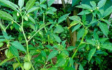 3 loại lá mọc dại đầy vườn, hạ đường huyết cực tốt, lợi cho đường tiêu hóa, nhưng nhiều người Việt lại bỏ đi