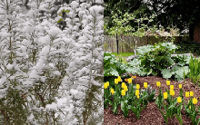 Khu vườn trồng toàn cây độc lạ: Mùa đông chỉ thấy tuyết, đến mùa xuân liền đâm chồi nở hoa tuyệt đẹp