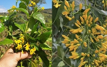 Vô tình hái bó hoa màu vàng mọc đầy đường ở Măng Đen, là cây gì mà bị cho là mắc sai lầm lớn khi du lịch vùng núi?