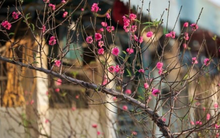 Dự kiến trình phương án nghỉ tết Nguyên đán 2024 từ 29/12 Âm lịch