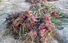 Mưa lớn kéo dài, nông dân đảo Lý Sơn thất thu vụ hành Thu Đông