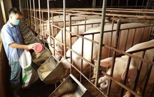 Giá lợn hơi giảm mạnh