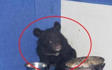 Hí hửng mua chó ngao Tây Tạng về nuôi, vài tháng sau chủ tái mặt gọi cảnh sát vì thấy cảnh tượng này