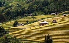 Những tọa độ check-in ruộng bậc thang đẹp nhất Hà Giang