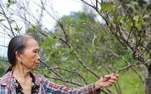 Cam đặc sản chết hàng loạt, nông dân thất thu