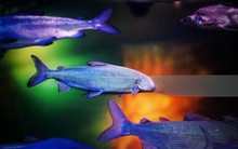 Từ "cõi chết" trở về, sinh vật tưởng tuyệt chủng vẫn sống tốt, khỏe mạnh