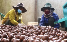 Dư địa xuất khẩu mắc ca Việt Nam còn rất lớn