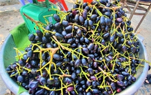 Loại quả xưa chỉ mọc dại, nay là hàng hiếm ở chợ Việt, kiểm soát đường huyết cực tốt