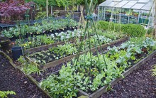 Khu vườn đủ loại rau quả của người phụ nữ trồng trọt trong suốt 49 năm