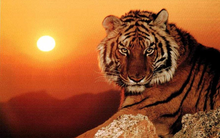 4 con giáp có lộc kinh doanh, đầu tư lúc nào cũng không lo muộn, được thần may mắn trải đường