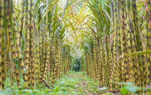 Một cường quốc sắp chặn xuất khẩu một mặt hàng Việt Nam đang rất thiếu: Ảnh hưởng ra sao?