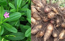 Loại cây được ví như “nhân sâm của người nghèo”, điều trị xương khớp, thanh nhiệt cơ thể, hạ đường huyết cực hiệu quả