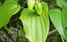 Loại cây mọc hoang dại nhiều nơi, được ví 'tốt như sâm', giúp bổ phổi, trị ho