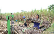 Nhà máy đường 'càng ép nhiều mía càng lỗ lớn'