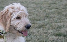 Chú chó đợi chủ suốt 4 năm nhưng không chịu về nhà khi đoàn tụ: Sự thật phía sau lấy nước mắt bao người