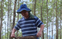 Nghề chăn ong du mục