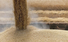 Một loại hạt giá rẻ từ Áo đổ bộ Việt Nam chưa từng có, sản lượng tăng nóng gần 5.000% trong 9 tháng đầu năm