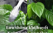 Loại lá giúp “lưu thông khí huyết”, “ngăn ngừa ung thư” cực hiệu quả, người già quý như vàng, trẻ con sợ không dám ngửi