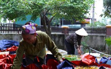 Thủ phủ hồng mất mùa, vì sao người trồng vẫn phấn khởi?