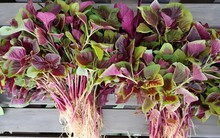 Một loại rau giàu axit folic gấp 20 lần chuối, vừa chống lão hóa, vừa ngăn ngừa ung thư, người sau 40 tuổi nên ăn nhiều