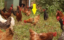 Thụy Sĩ huy động lông gà để "cứu" Trái Đất, tiềm năng đột phá trong tương lai