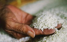 Ấn Độ xem xét giảm giá sàn xuất khẩu gạo basmati