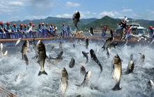 Một DN thuỷ sản báo lãi giảm sốc 99% chỉ còn vỏn vẹn 1 tỷ