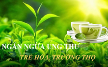 1 loại lá là “chất chống ung thư tự nhiên, thanh lọc cơ thể, trẻ hóa đẹp da”: Chợ Việt bán rẻ như cho