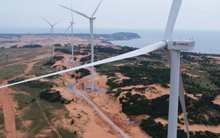 Liên đới đại gia Hứa Thị Phấn và thế khó của Vneco