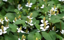 Loại rau mọc dại khắp nơi là 'thuốc' bổ phổi, bảo vệ họng