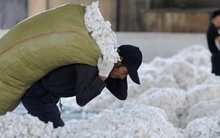 Một loại nông sản được ví như “vàng trắng” trên cây đổ bộ với giá rẻ chưa từng có - Mỹ, Úc thu hàng tỷ USD từ Việt Nam