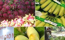 Xuất khẩu rau quả đạt kỷ lục gần 5 tỷ USD