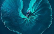 Fubon ETF tiếp tục hút tiền mới, giải ngân mua cổ phiếu Việt Nam giữa lúc thị trường chỉnh mạnh