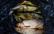 Tại sao người bán cá hay dùng túi màu đen để đựng?