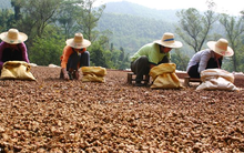 Hai “báu vật” trời ban cho Việt Nam cực hiếm quốc gia sở hữu: Xuất khẩu thu về hơn 200 triệu USD trong 9 tháng, Ấn Độ, Mỹ, Trung Quốc đều ra sức săn lùng