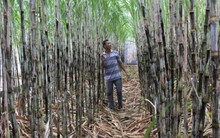 Nhà máy đường lớn nhất miền Tây tạm dừng sản xuất vì người dân từ chối bán mía