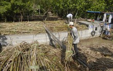 Nhà máy ngừng sản xuất vì giá đường tăng?