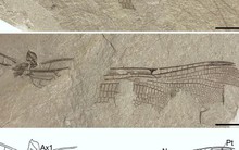 Anh: Phát hiện hóa thạch chuồn chuồn 200 triệu tuổi y hệt loài hiện đại