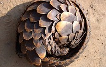 Động vật có vú duy nhất trên trái đất có vảy: Việt Nam có 2 loài, đang tới bờ vực tuyệt chủng