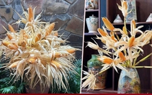 Rộ mốt cắm ngô chơi cả tháng thay hoa tươi