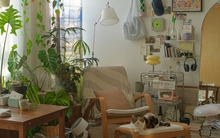 Nhập hội đam mê “bê cả khu vườn" vào nhà, có người chi đến 50 triệu mua cây