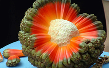 1 loại cây dại mọc đầy ở Việt Nam là “thuốc chống ung thư tự nhiên”, hạ đường huyết hiệu quả