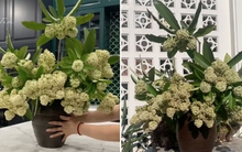 Mang cả hoa sữa về nhà cắm: Loài hoa "đặc sản" mùa thu Hà Nội tiếp tục gây tranh cãi không hồi kết