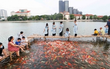 8 tấn cá koi mới thả ở cạnh hồ Tây phải 'dọn đi', lý do bất ngờ phía sau?